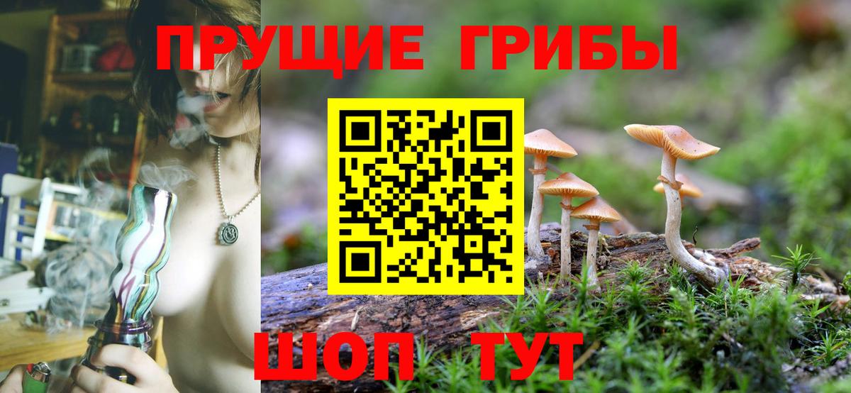 Галлюциногенные грибы Psilocybe Александров